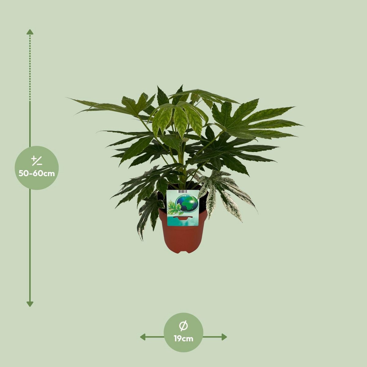Fatia japonica variata - Ø19cm - ↕60cm
