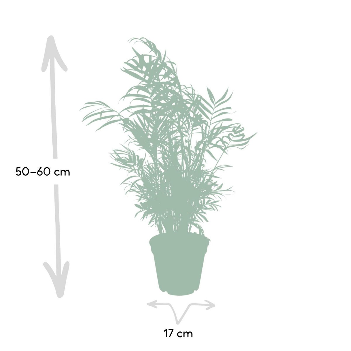 Kamerplant Chamaedorea Elegans Ø17 cm ↕55 cm