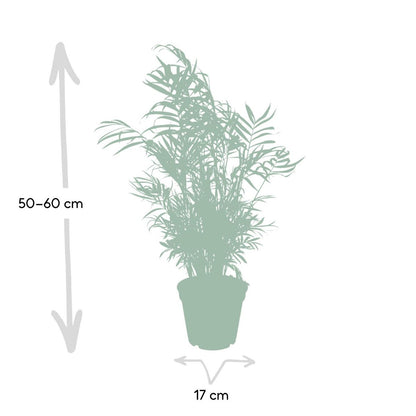 Kamerplant Chamaedorea Elegans Ø17 cm ↕55 cm