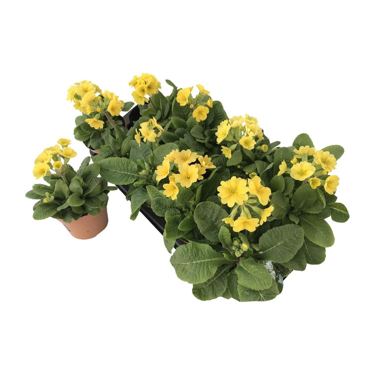Primula lemon officinalis lookandtaste - Ø11cm - ↕18cm