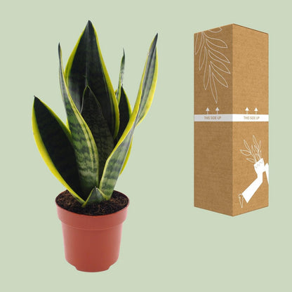 Sassari Future Superba - Ø12cm - ↕3cm