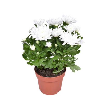 Chrysant kussen Ø12cm 26cm wit
