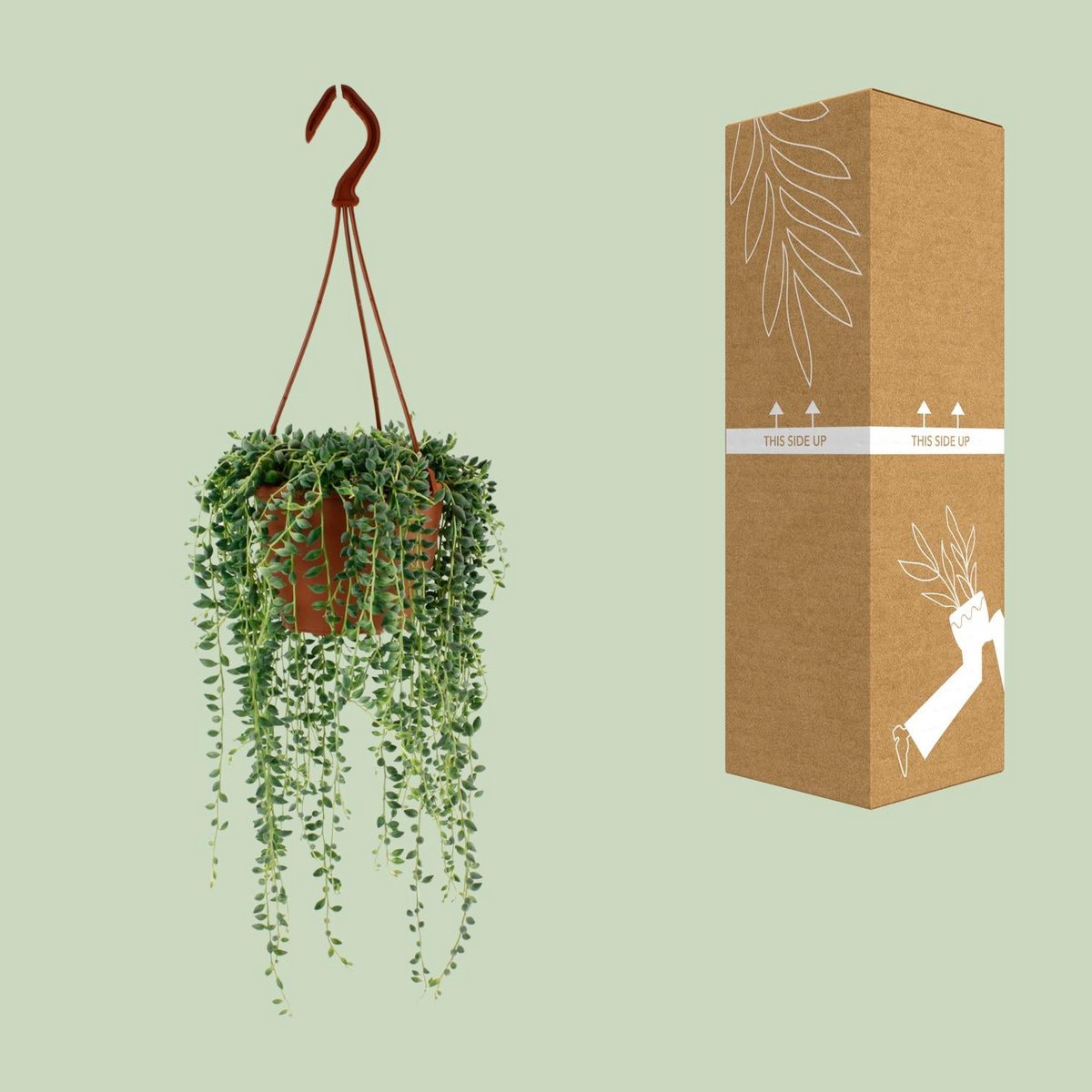 Senecio Herreianus - Ø4.7" - ↕7.9"