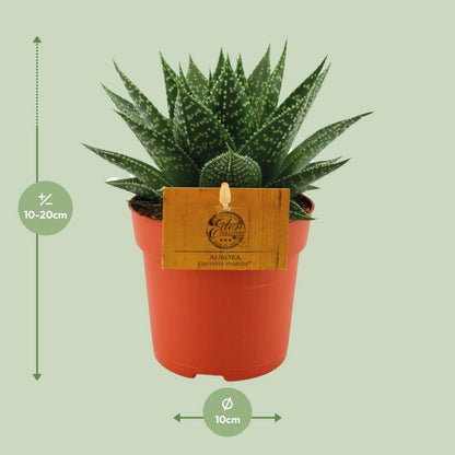 Kamerplant Gasteria Hybrid Aurora Ø11cm 15cm