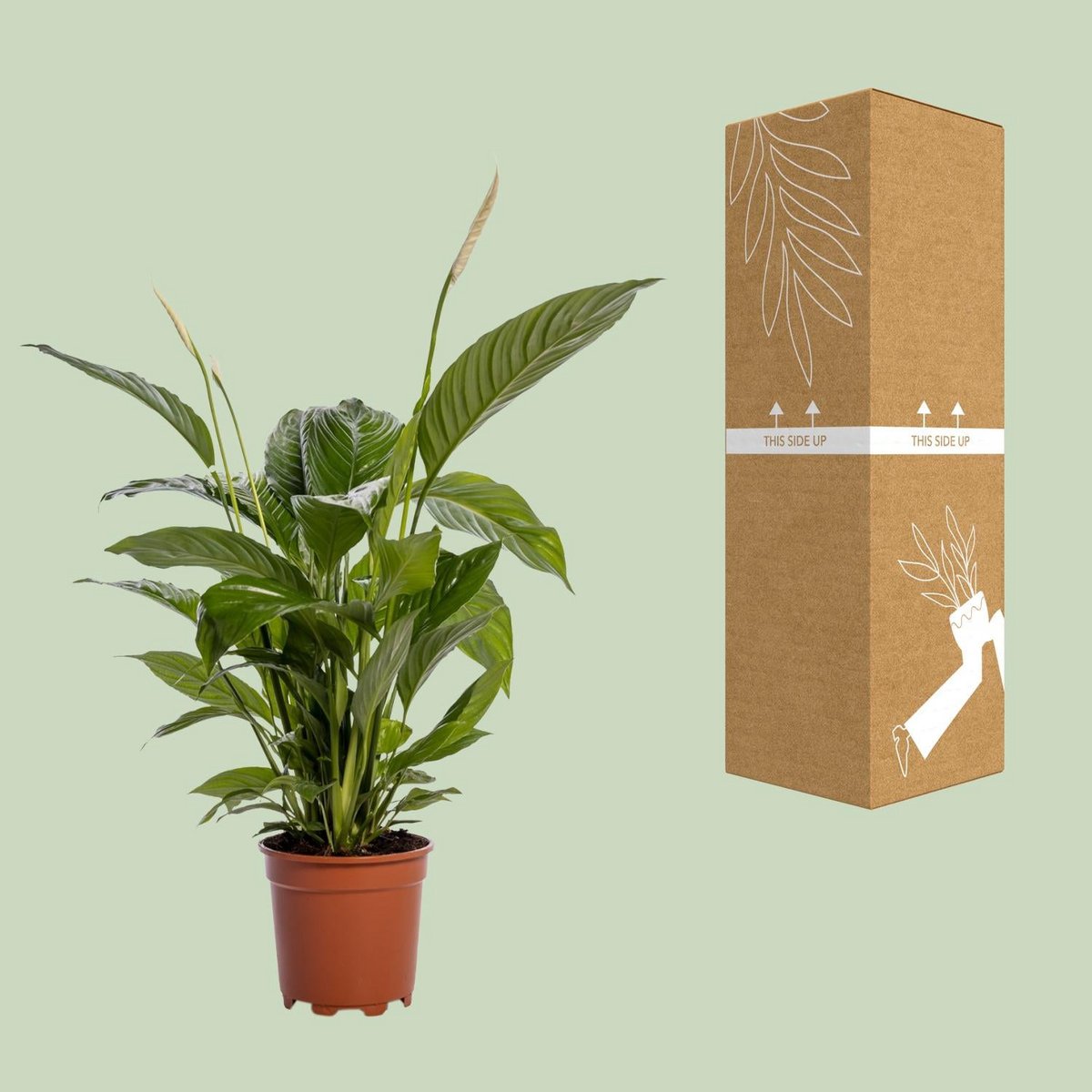 Spathiphyllum Bingo Cupido kamerplant Ø19cm ↕80cm