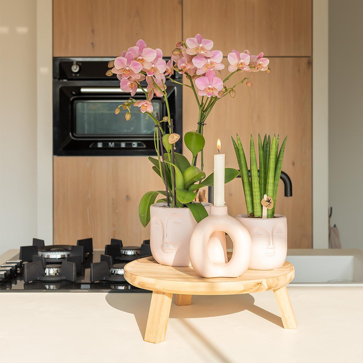 Oudroze Phalaenopsis Orchidee (Treviso) | Bloeiende Kamerplant Ø12cm pot
