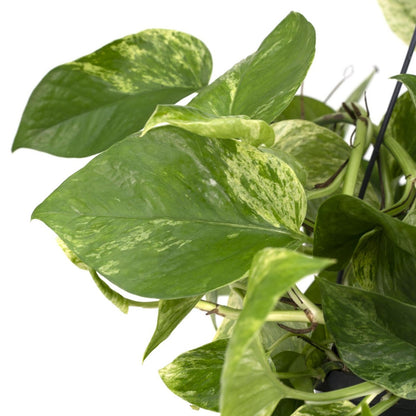 Kamerplant Epipremnum Marble Queen Ø15cm