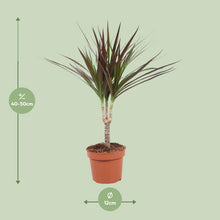 Dracaena Magenta kamerplant Ø12cm ↕50cm