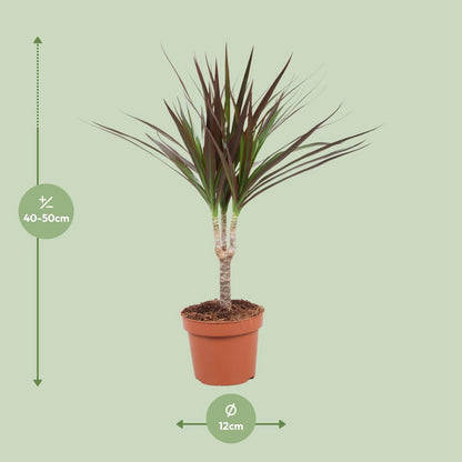 Dracaena Magenta kamerplant Ø12cm ↕50cm