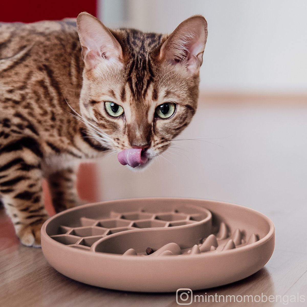 ne&no® Anti-Slopping Feeding Bowl for Dogs and Cats