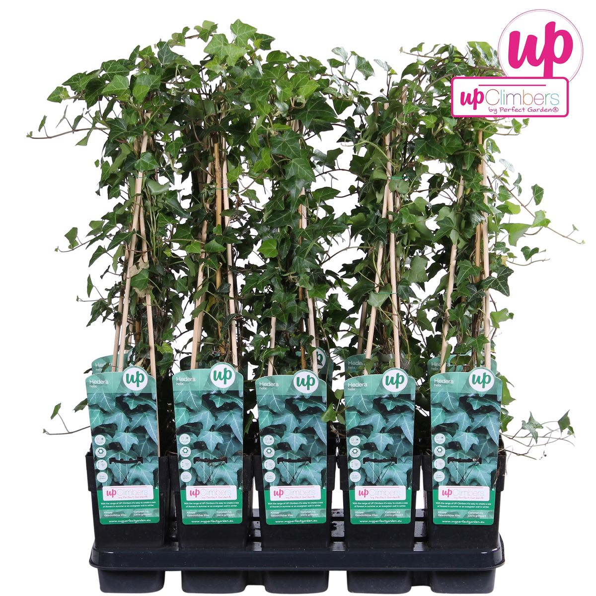 Hedera Helix - Ø15cm - ↕65 cm