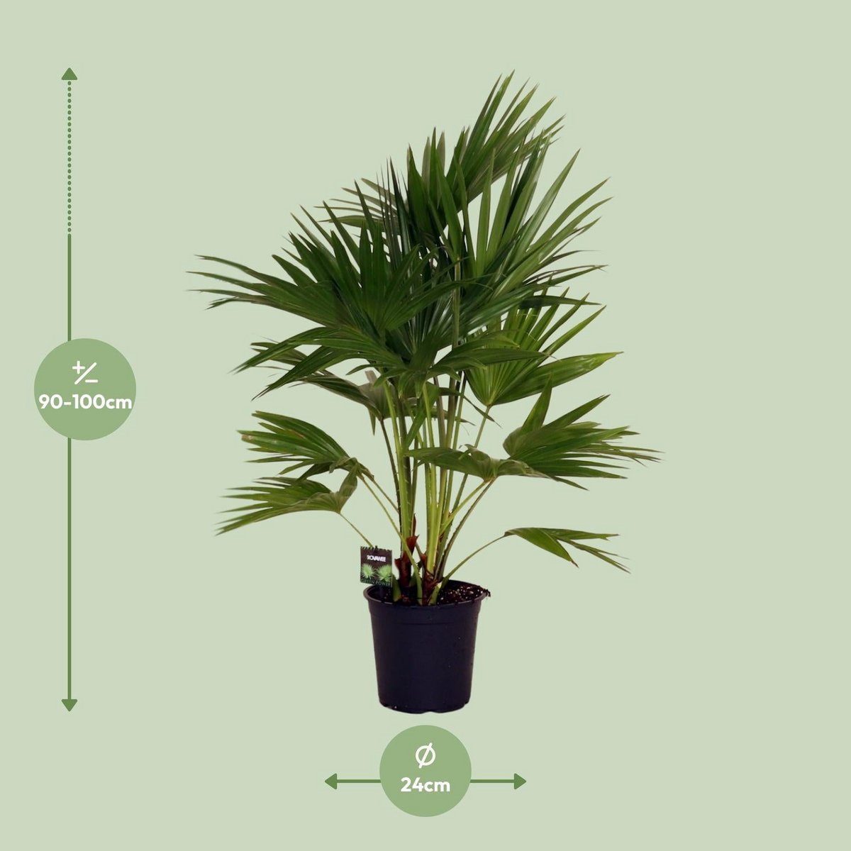 Livistona Chinensis kamerplant 100 cm potmaat 24 cm