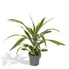 Dracaena Lemon Lime kamerplant Ø17cm ↕40cm