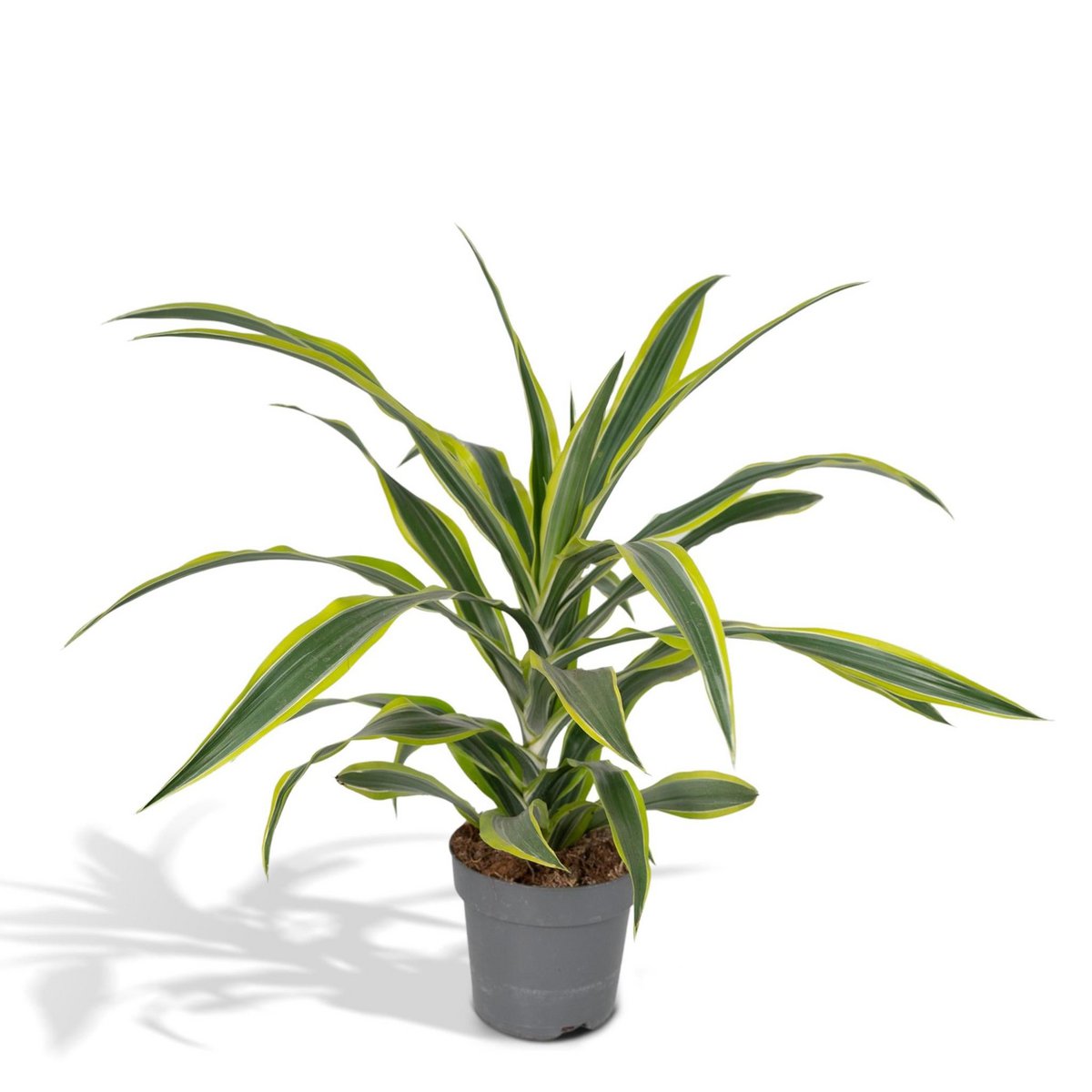 Dracaena Lemon Lime kamerplant Ø17cm ↕40cm
