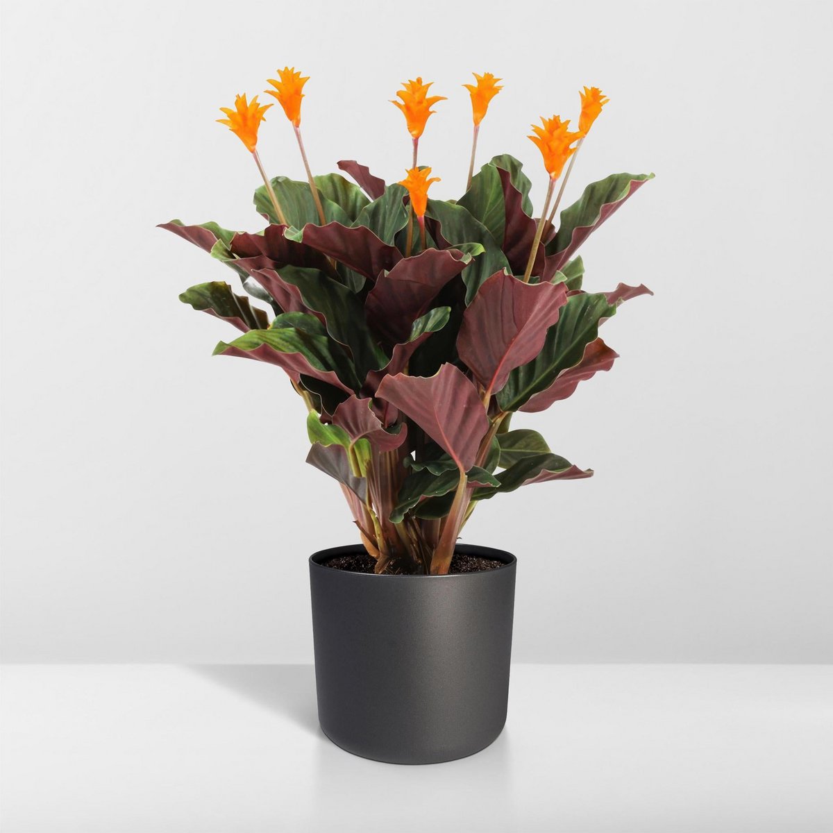 Kamerplant Calathea Crocata pauwenplant potmaat 14cm