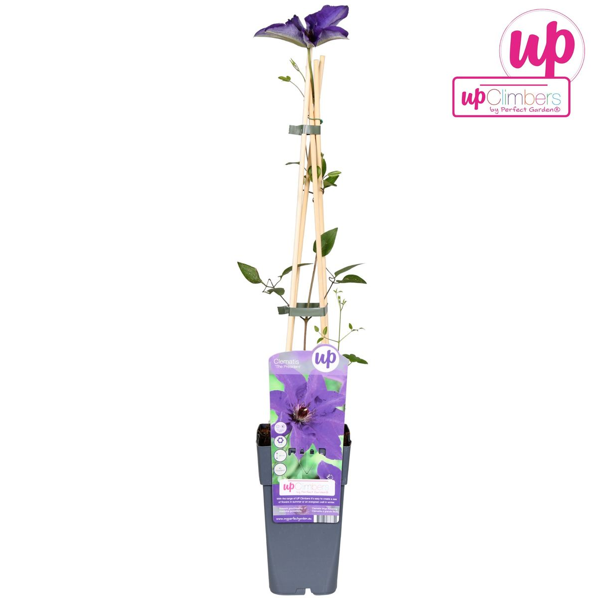 Clematis de president - Clematis Paars - Ø15cm - ↕65cm