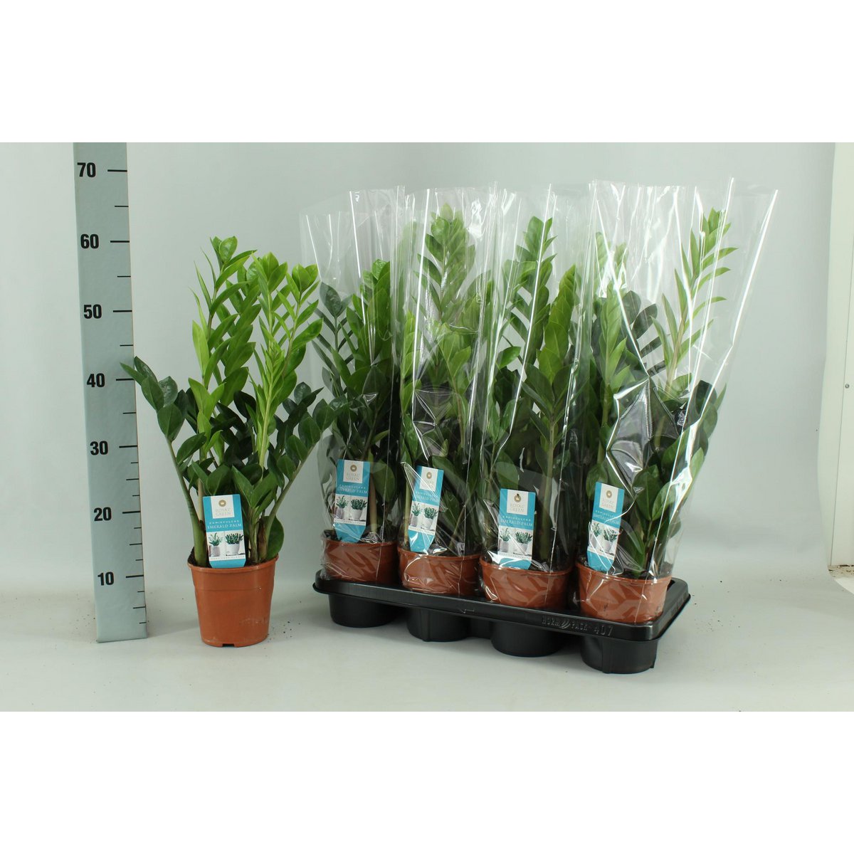 Zamioculcas 14cm - Ø14cm - ↕65cm