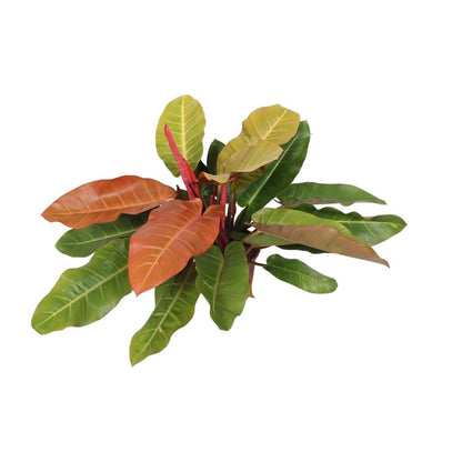 Philodendron Prince of Orange kamerplant oranje bladeren