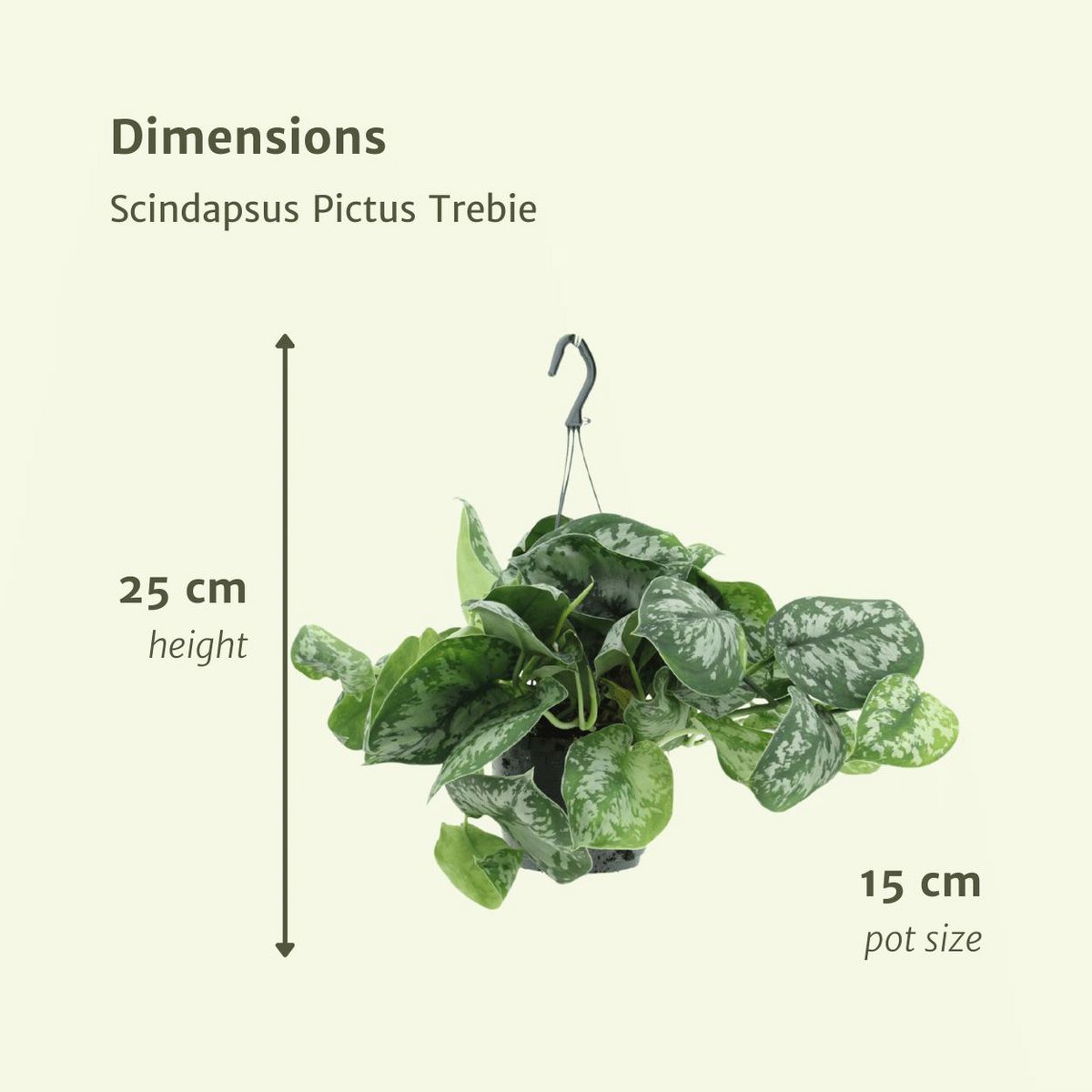 Scindapsus Pictus Trebie plant 2x 25cm ø15cm