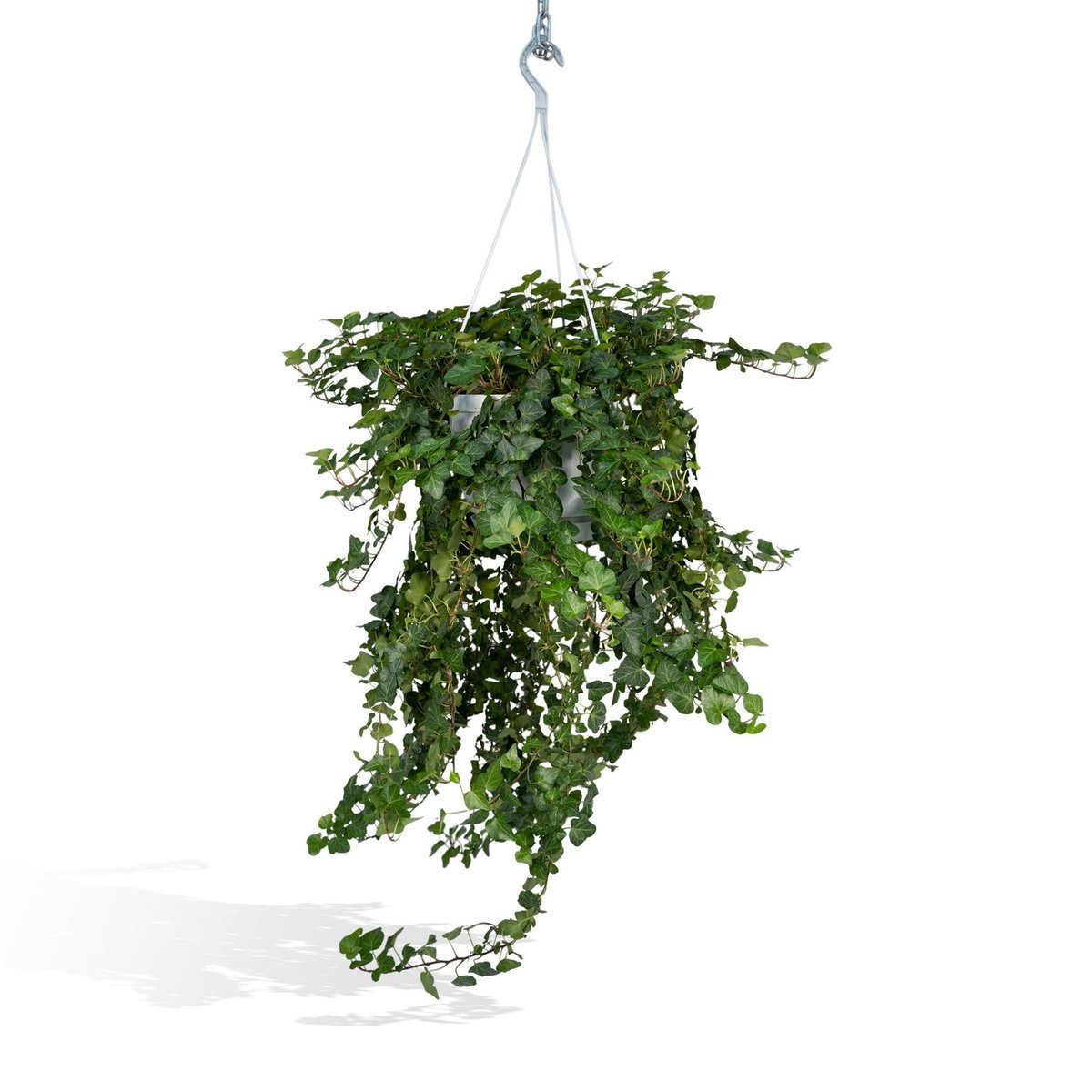 Hedera Wonder Green Hanging - Ivy - Ø24cm - ↕70cm