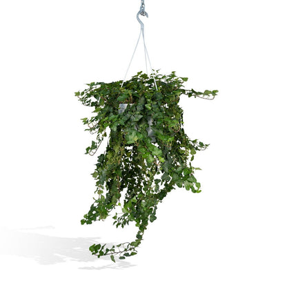 Hedera Wonder Green Hanging - Ivy - Ø24cm - ↕70cm