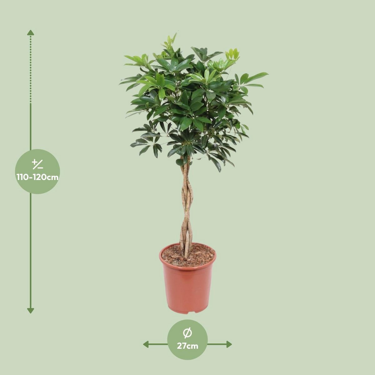 Kamerplant Schefflera Arboricola compact H120 cm