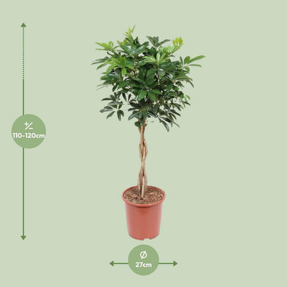 Kamerplant Schefflera Arboricola compact H120 cm