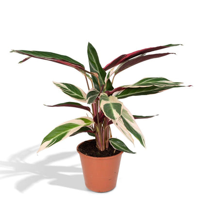 Kamerplant Calathea Triostar Ø19cm 70cm
