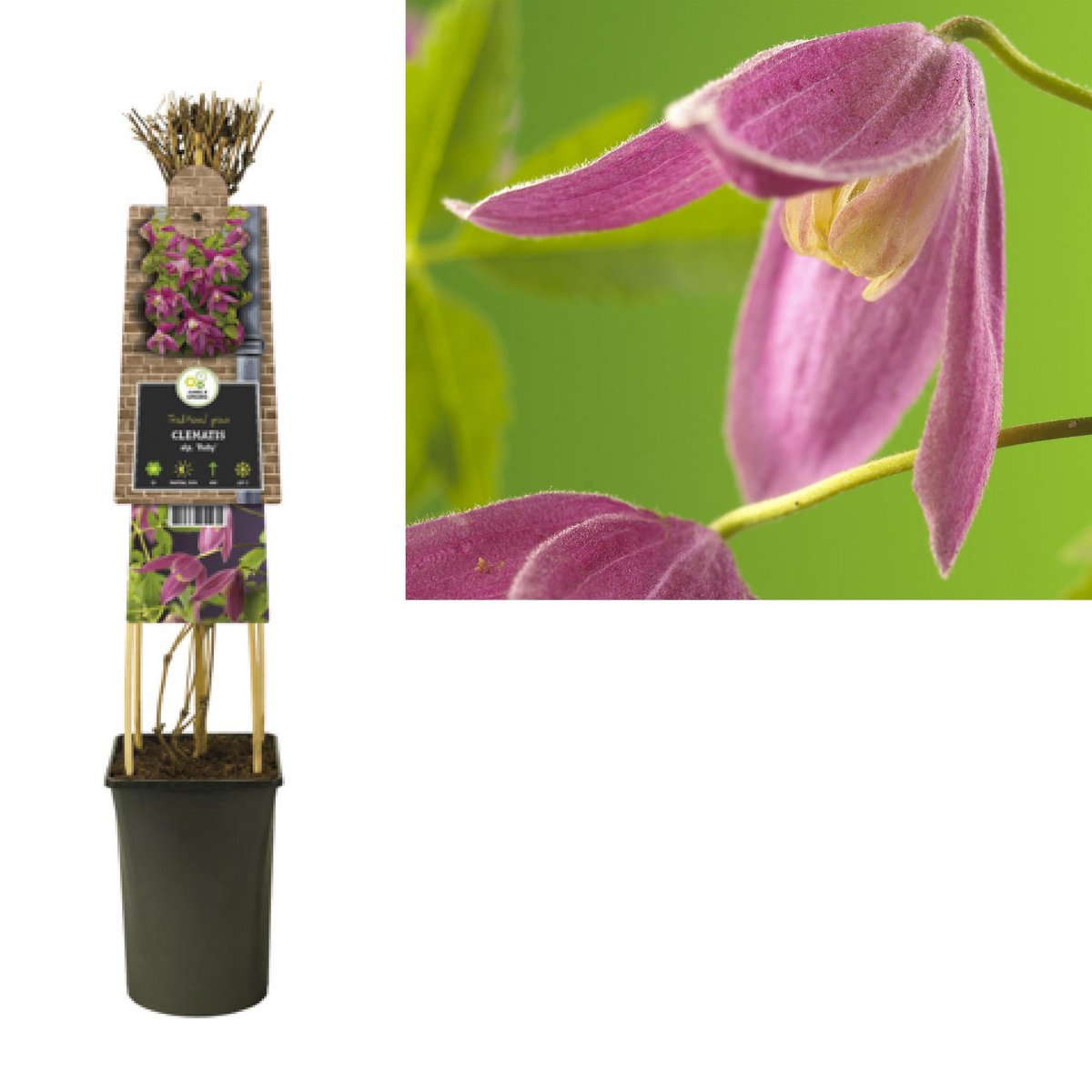 Clematis alp. 'Ruby' +3.0 label - Ø17cm - ↕75cm