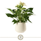 Anthurium White Champion met pot 16 cm