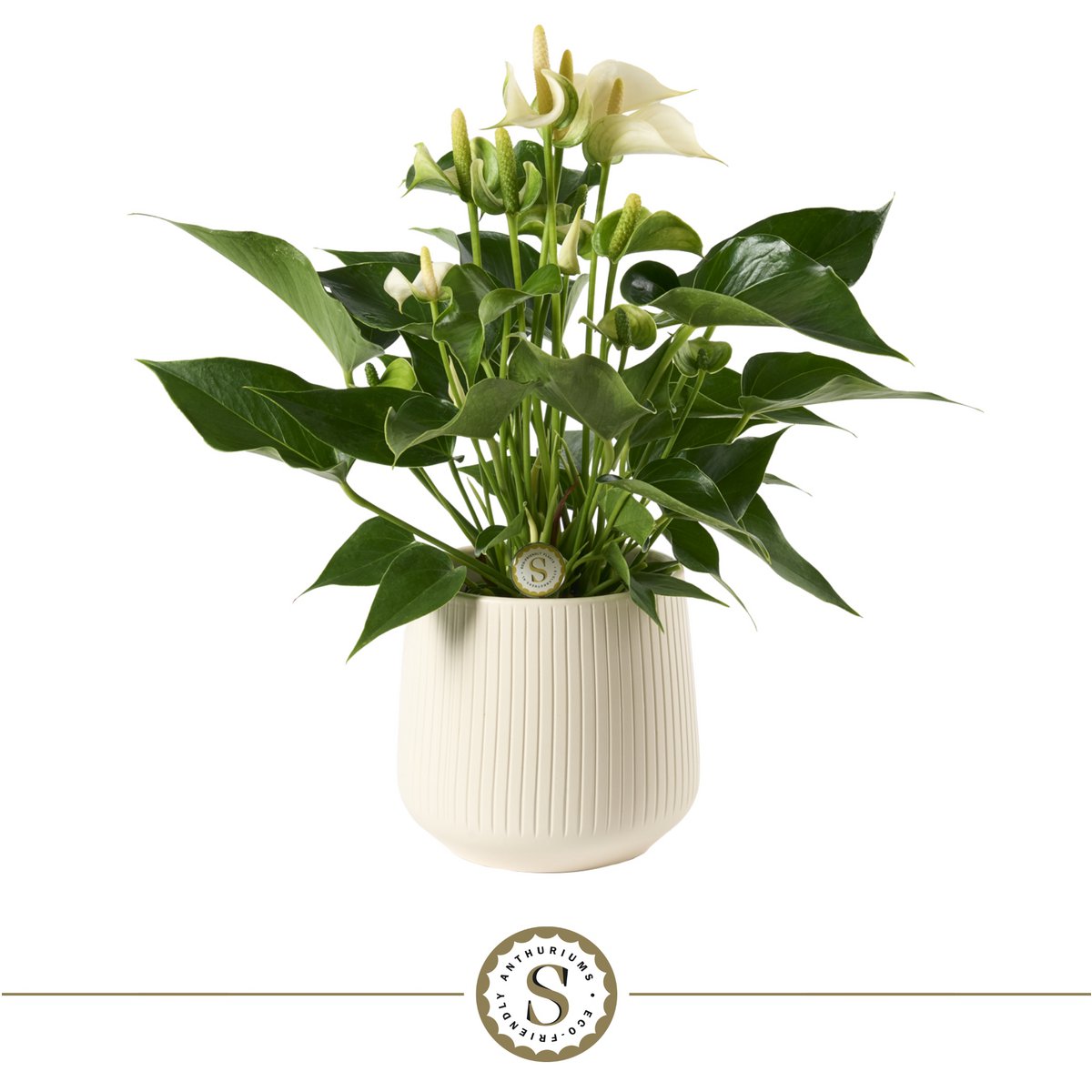 Anthurium White Champion met pot 16 cm