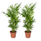 Chamaedorea Elegans (Parlor Palm) - 2 pieces - Ø12cm - ↕40cm