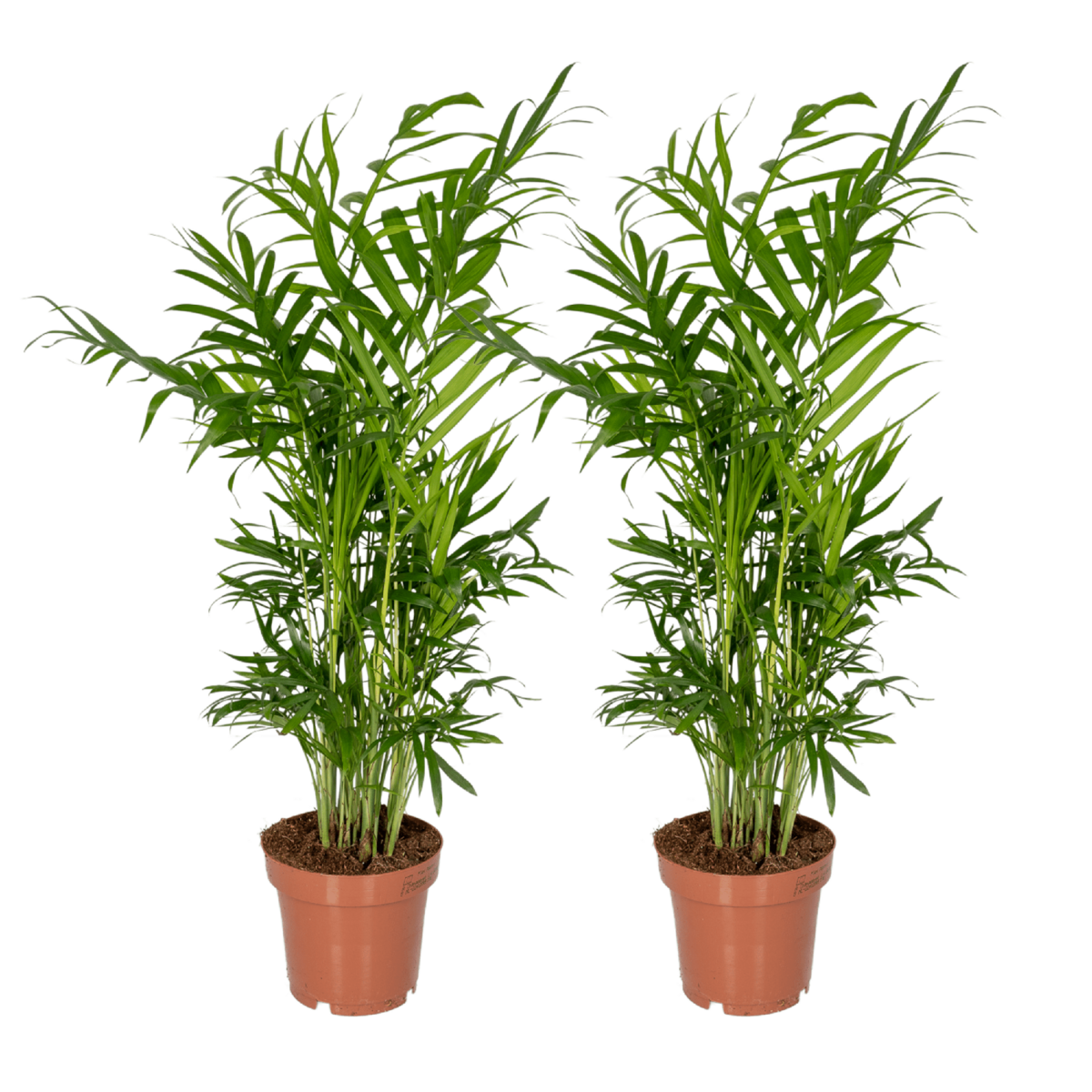 Chamaedorea Elegans (Parlor Palm) - 2 pieces - Ø12cm - ↕40cm