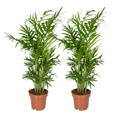 Chamaedorea Elegans (Parlor Palm) - 2 pieces - Ø12cm - ↕40cm
