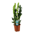 Kamerplant Zamioculcas 65cm potmaat Ø17cm