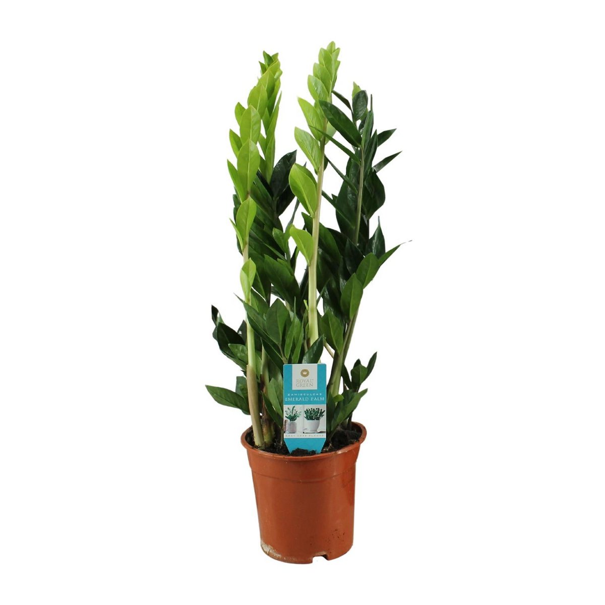 Zamioculcas zamiifolia - Ø17cm - ↕65cm