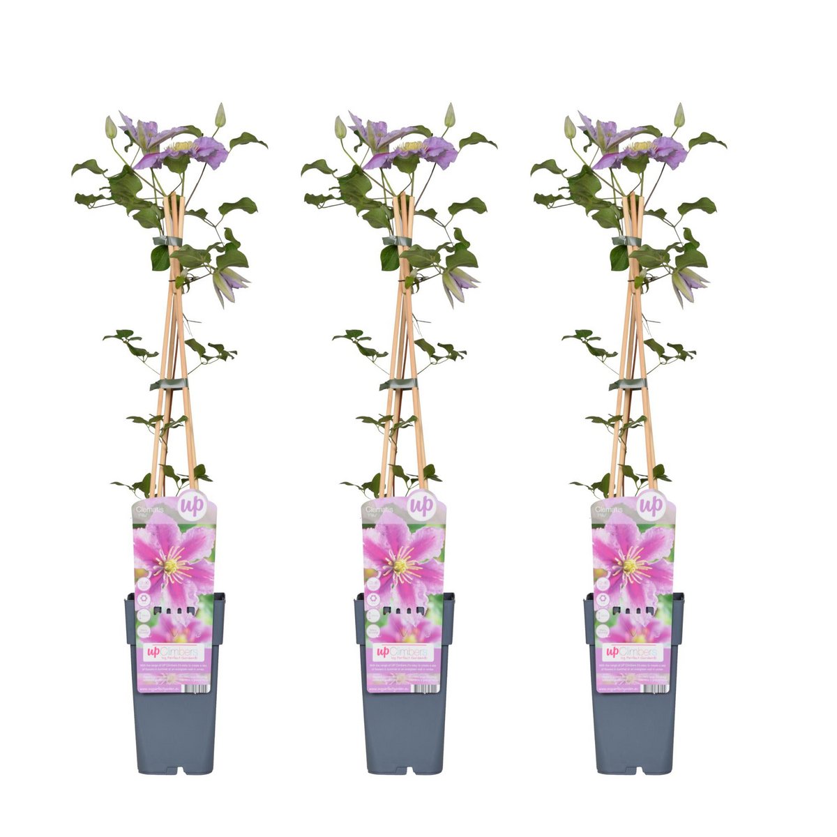 3x - Clematis Peek - ↨65cm - Ø15