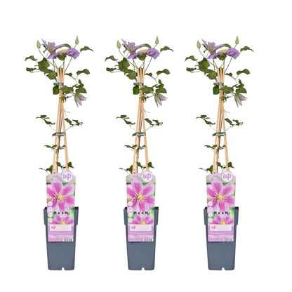 3x - Clematis Peek - ↨65cm - Ø15