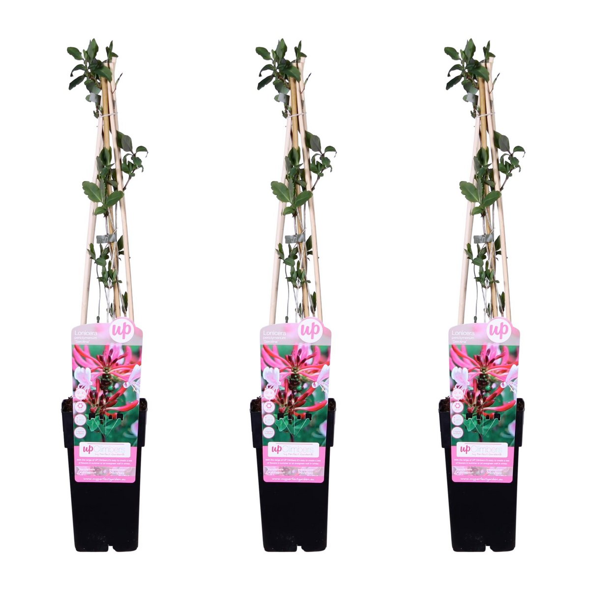 Klimplant Lonicera periclymenum 65cm Ø15cm