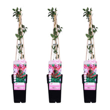 Klimplant Lonicera periclymenum 65cm Ø15cm