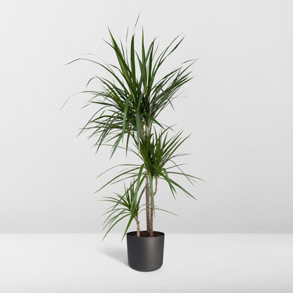 Dracaena Marginata - Dragon Tree - Ø21cm - ↕115cm