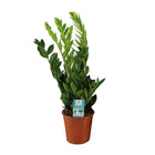 Zamioculcas plant Ø17cm 65cm