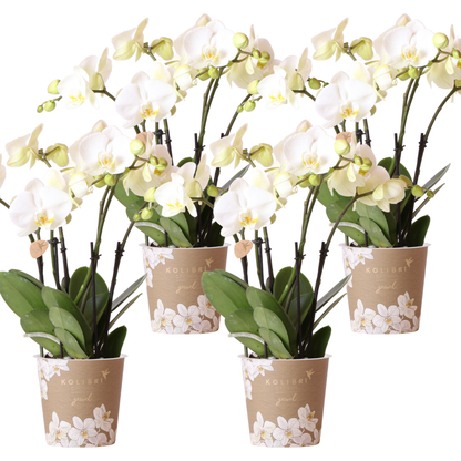 Set van 4 Witte Orchideeën in Pot Ø12 cm