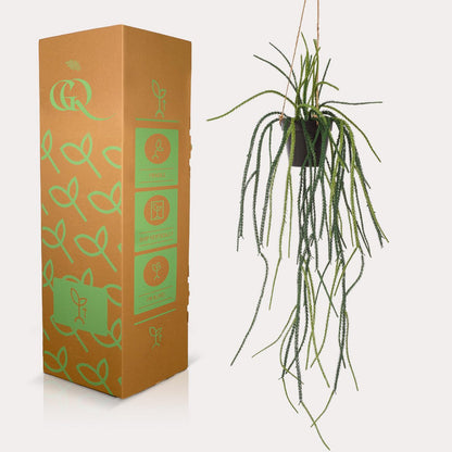 Kunstplant Rhypsalis Koraalcactus 85 cm