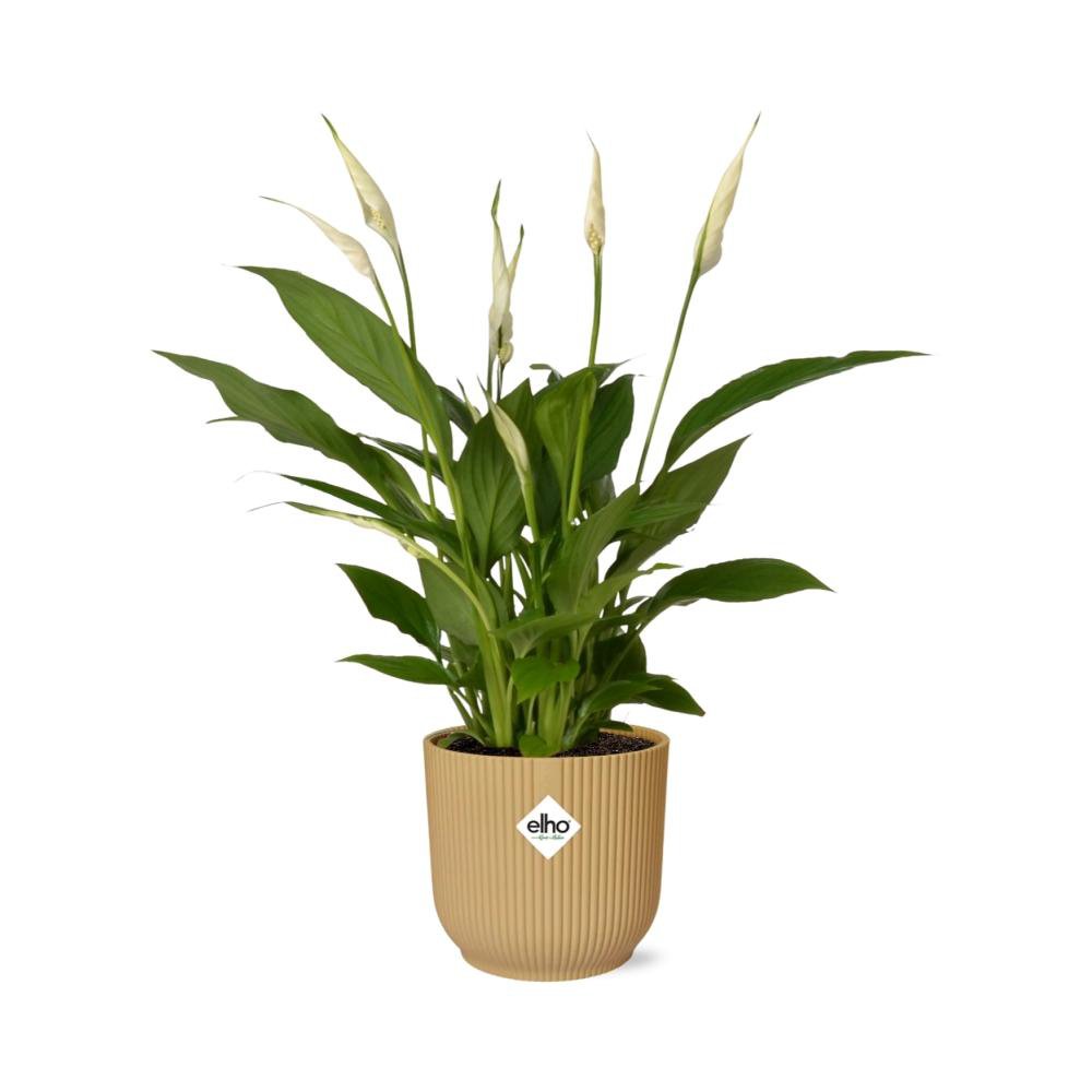 Spathiphyllum 12 cm torelli in Elho vibes vouw 14 cm geel