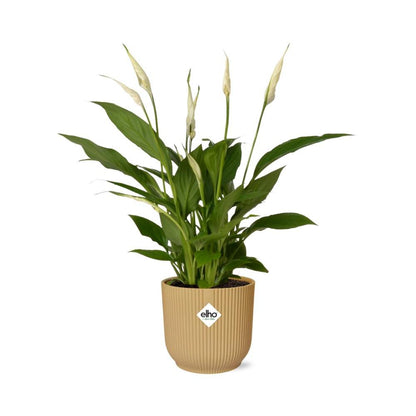 Spathiphyllum 12 cm torelli in Elho vibes vouw 14 cm geel