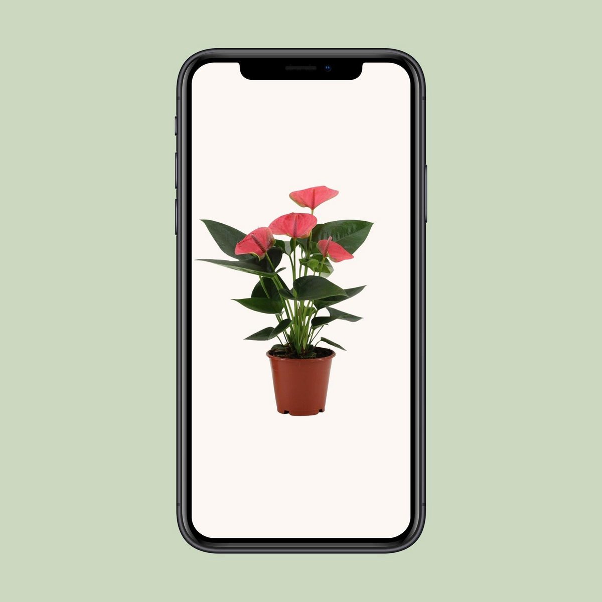 Anthurium Sweet Dream in transparante mouw - Ø12cm - ↕36cm