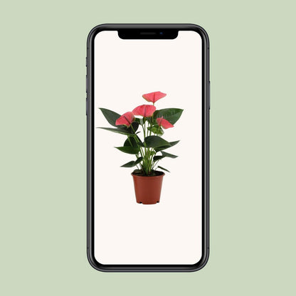 Anthurium Sweet Dream in transparante mouw - Ø12cm - ↕36cm