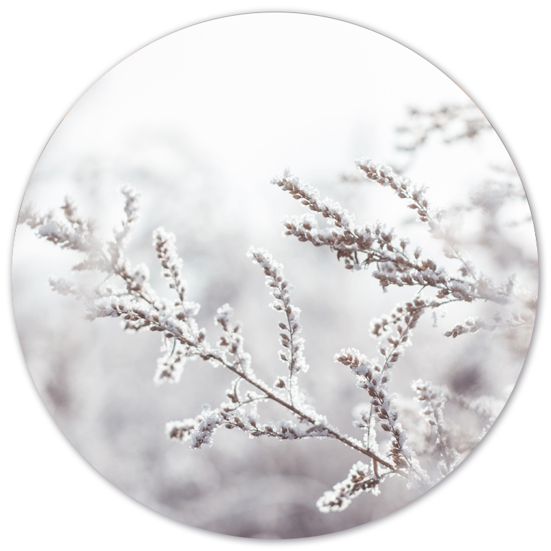 Wall circle snowy twig