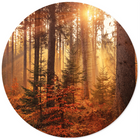 Muurcirkel forest Dibond/Forex Ø12-80 cm